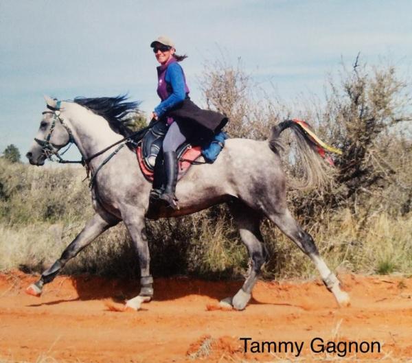 Top endurance rider Tammy Gagnon riding her gray horse on a desert trail in a Freeform Classic treeless saddle.