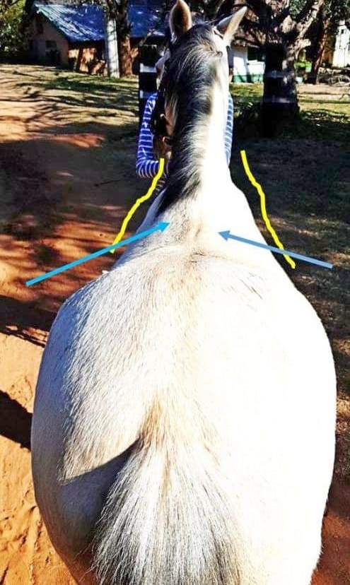 Rear view of a horse's back for saddle fitting.
