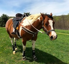 brown and white paint horse standing in grass wearing a Freeform treeless saddle.