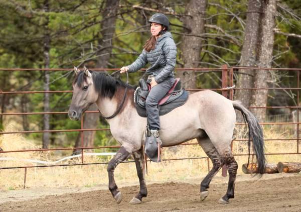 Hanah Catalino riding a brideless Gruella colored mustang horse in a Freeform treeless Pathfinder saddle inside a corral with trees in the background.
