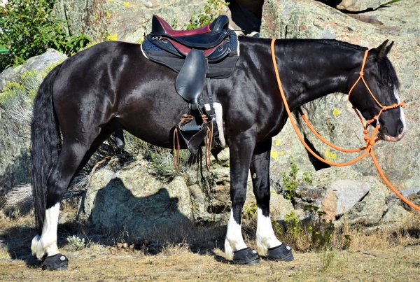 Black mustang horse - Tavo - wearing a Freeform treeless Pathfinder saddle standing by boulders out on the trail.