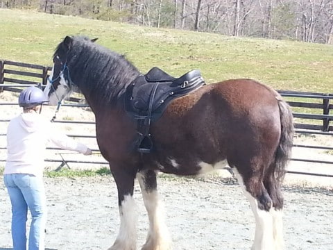 Hard-to-fit brown and white Clydesdale horse standing in an arena wearing a Freeform treeless saddle
