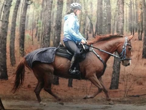 woman cantering a chestnut horse down a trail through a forest in a Freeform treeless saddle.