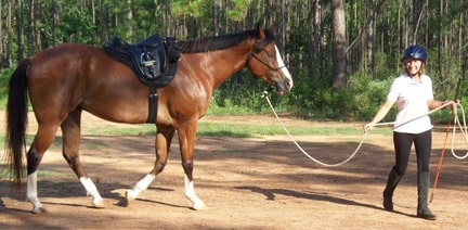 Bay horse with four white socks in a Freeform treeless saddle being led by a woman in breeches and a riding helmet.