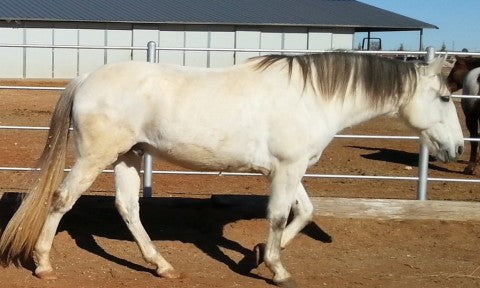 White horse with a grey mane and tail walking in a barn paddock.