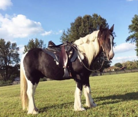 Black and white paint Gypsy Vanner horse standing on the grass with trees in the background wearing a Freeform treeless saddle