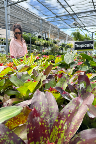 shopping for plants home depot