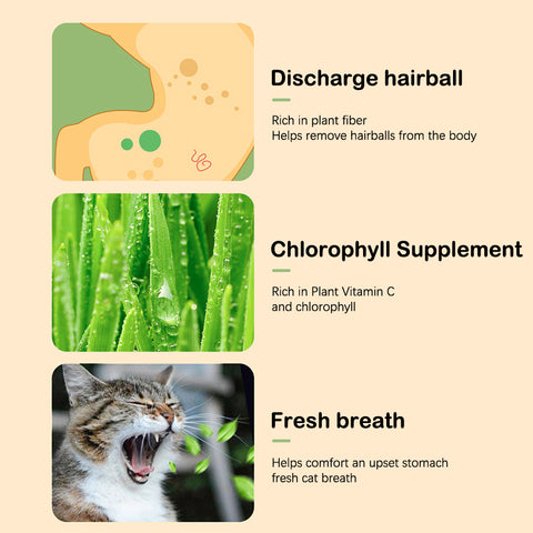 Hydroponic Cat Grass Kit Benefits