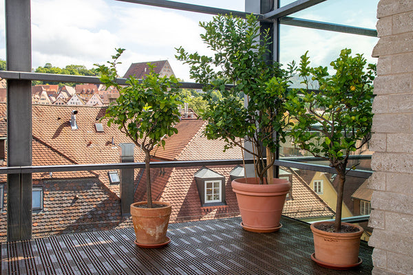 Citrus trees in front of a glass fronted balcony