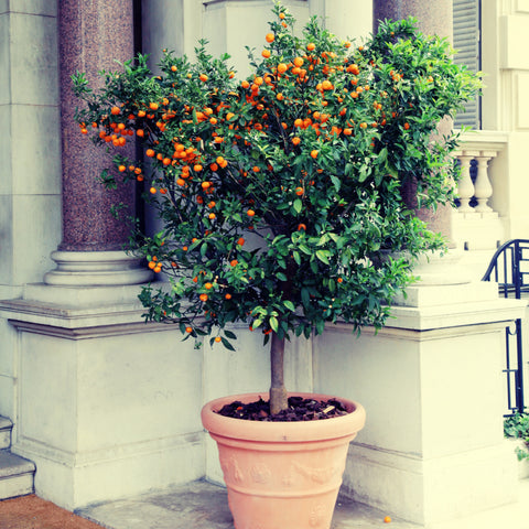 A Citrus tree positioned in a cosy corner