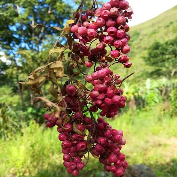 Essential Oil Peru Pink Pepper