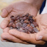 Jojoba seeds