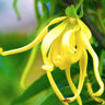 ylang-flower