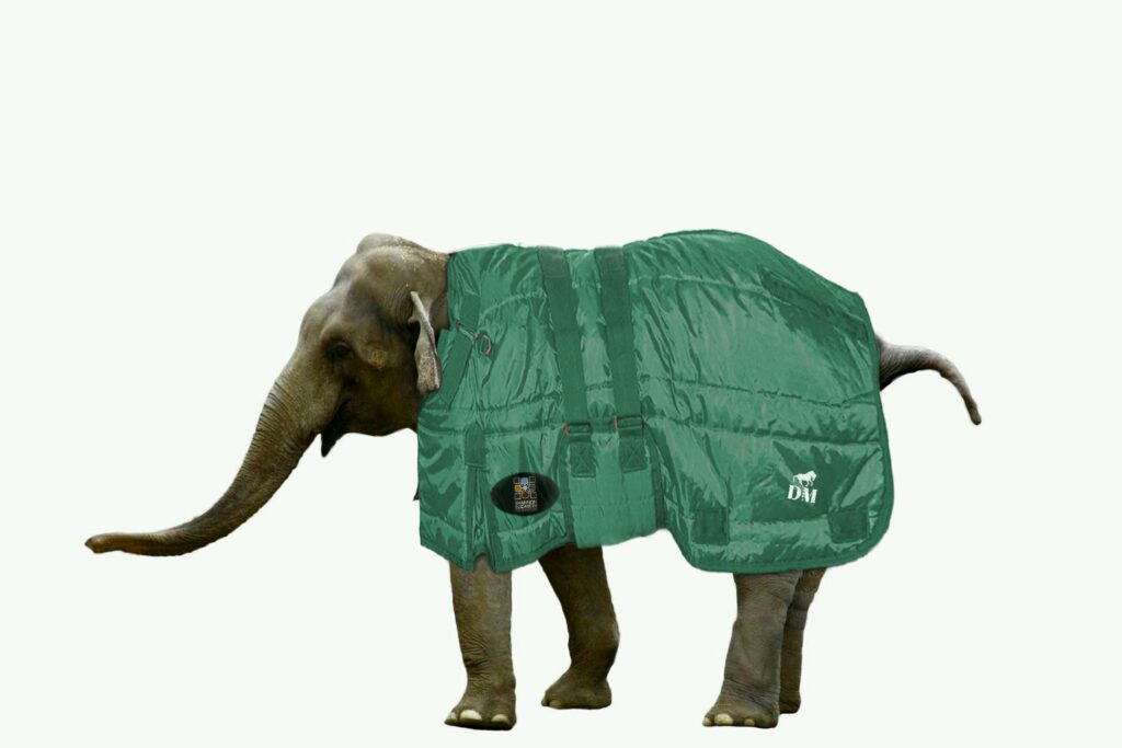 elephant in green jacket