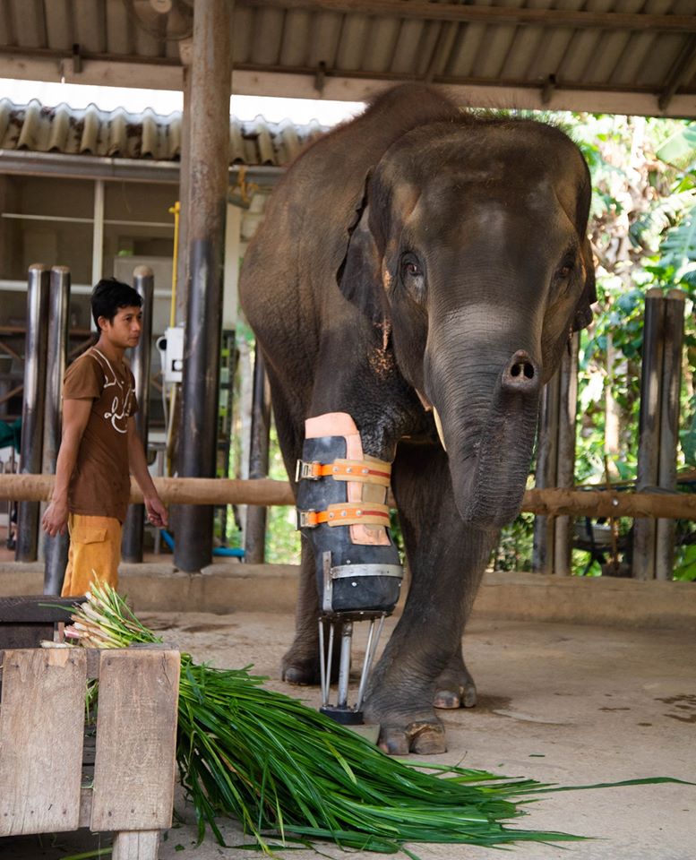 elephant with prosthetic leg