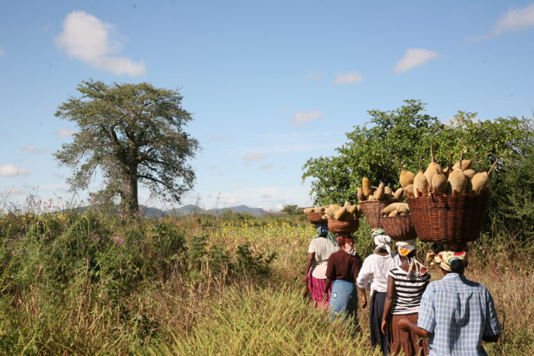 Baobab producers in Africa