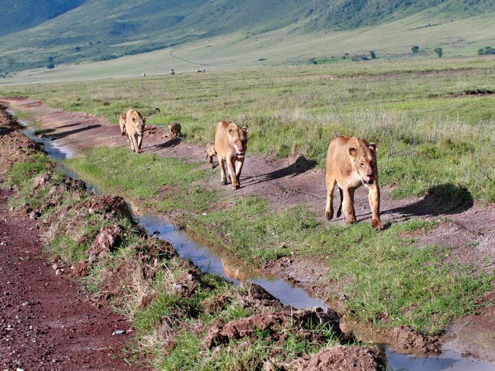 Ngorongoro Crater in Tanzania