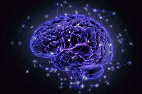 A brain activity under melatonin