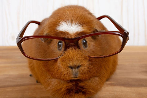 hamster wearing effective blue light blocking glasses