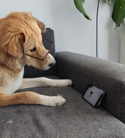 perro con anteojos frente a un teléfono