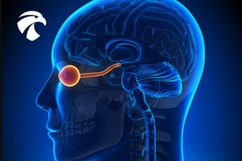 inside of head showing eye to brain connection