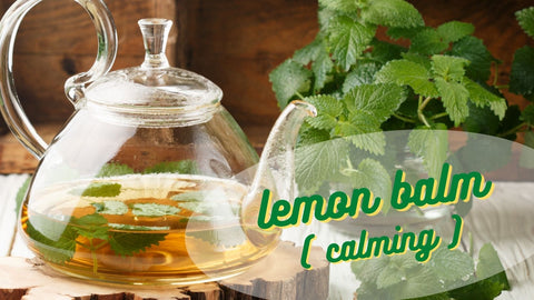 a pot with lemon balm herbal tea in it