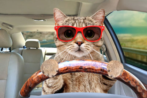 cat wearing sunglasses while driving