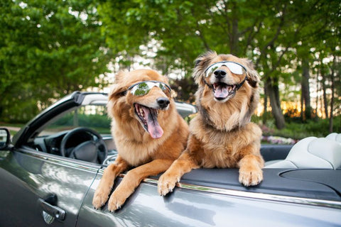 two dogs sat in car with glasses on