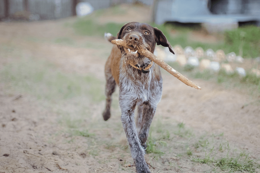 chien d'arrêt allemand à poil raide