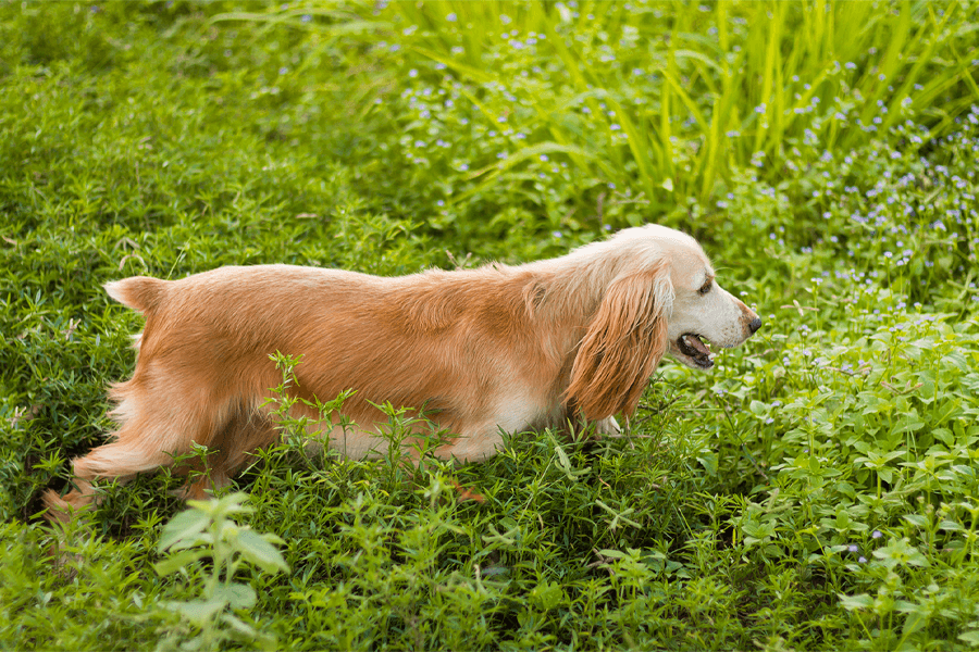 Le field spaniel