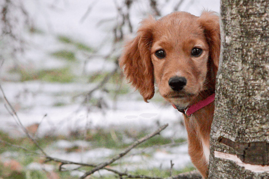 Le setter irlandais rouge et blanc