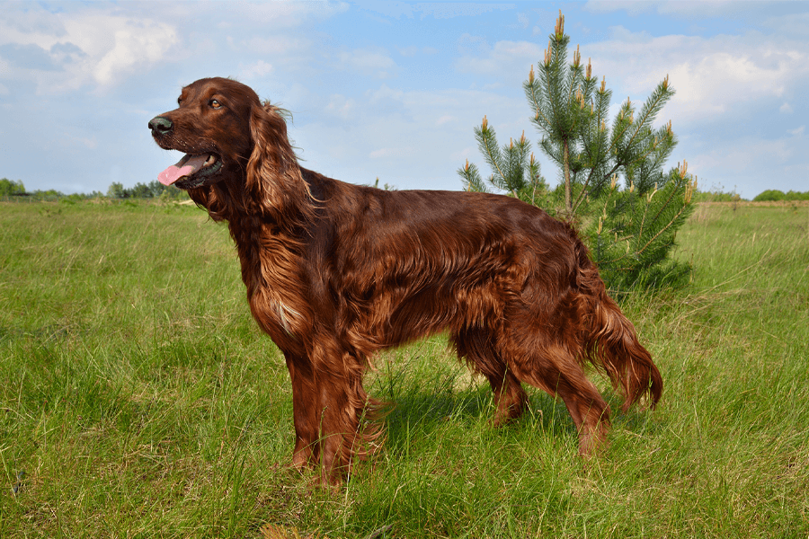 setter rouge