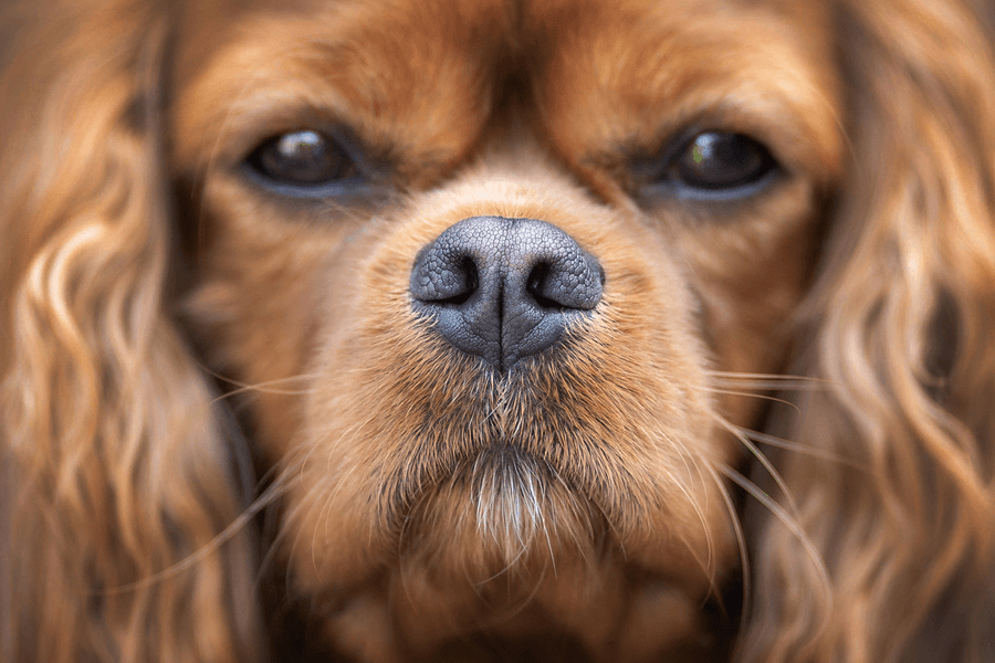 Le sussex spaniel