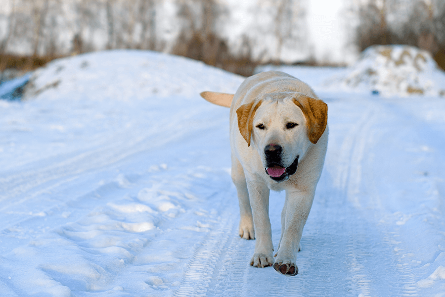 Le labrador