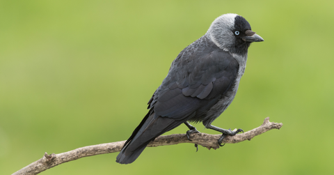 Jackdaw bird