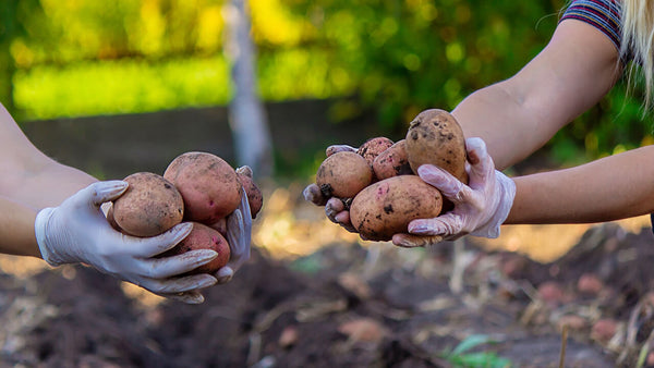 Grow Bags For Potatoes Tips For Growing Potatoes In Bags