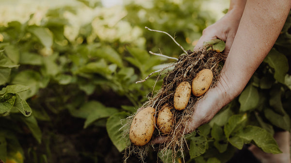 how to grow potatoes in a container or a bucket