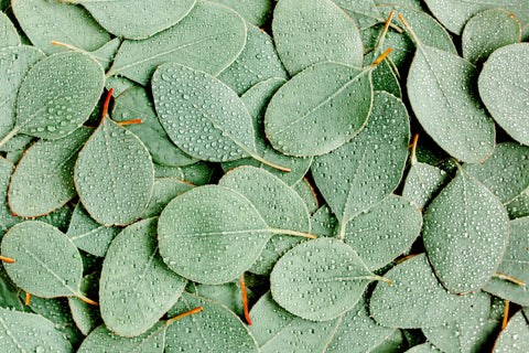 green eucalyptus leaves with raindrop