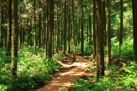 Forest path