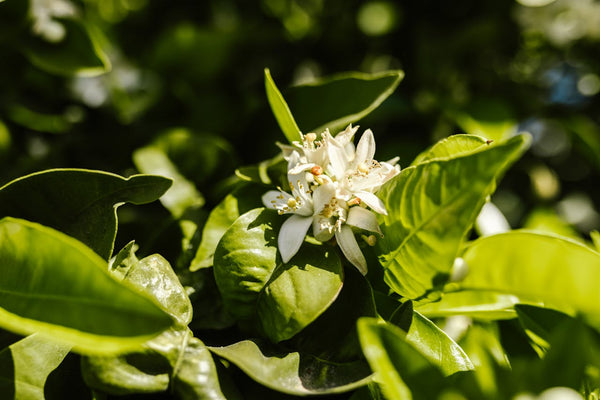 jasmine flowers close up