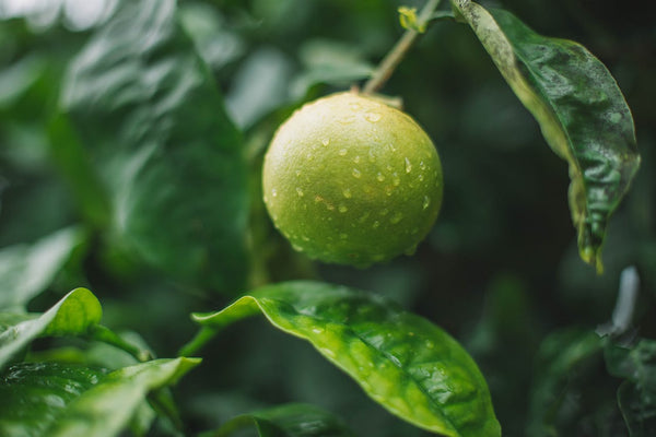 lime fruit