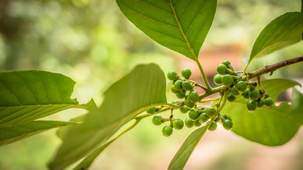 bunch of litsea fruits