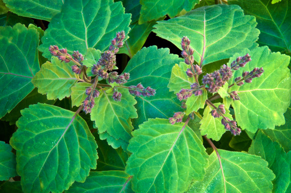 patchouli flower top view