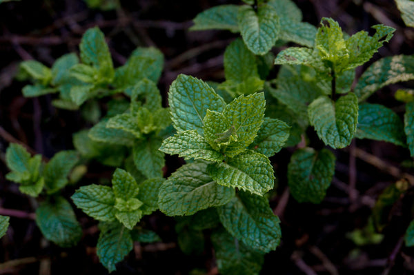 peppermint plants close-up shot