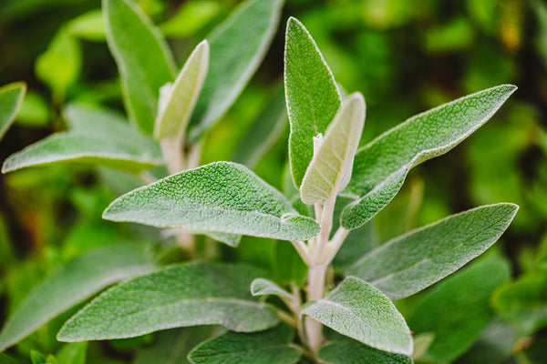 sage leaves