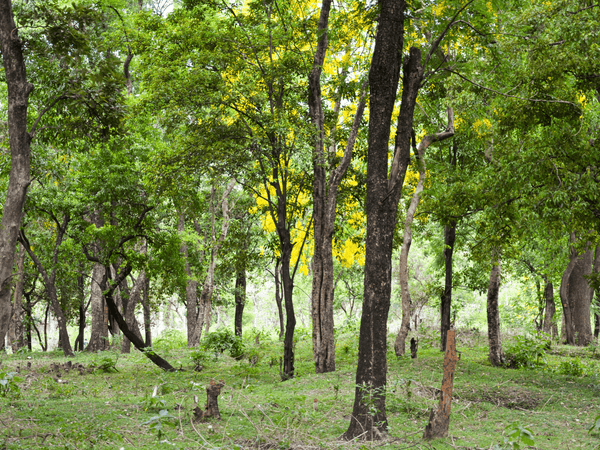 Sandalwood forest at Marayoor, near Munnar in Kerala State, India