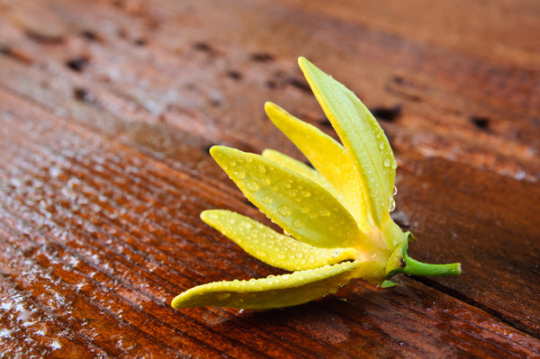 ylang ylang flower on a wooden surface