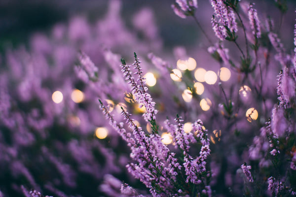 a field of lavender plants