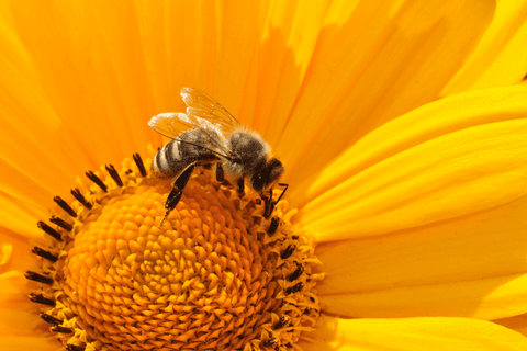 bee on flower