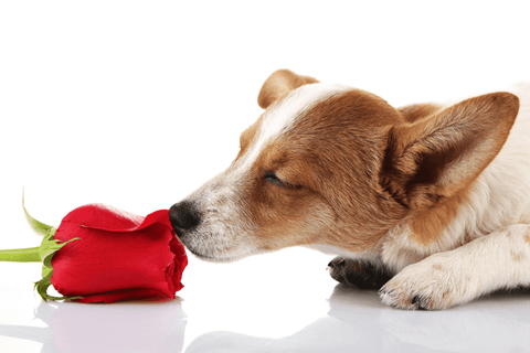 dog smelling a red rose